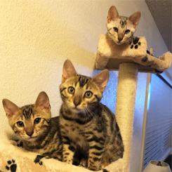 Three Bengal Cats