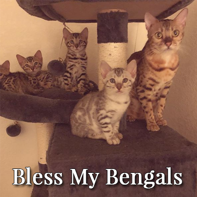 Bless My Bengals