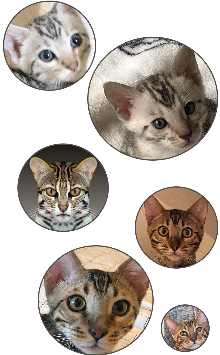 Cat Headshots