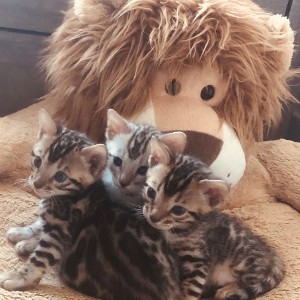 Kittens by a Lion