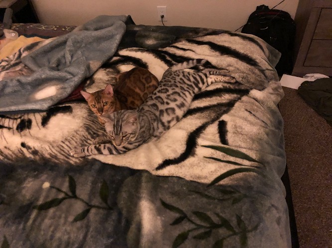 Ice and Nala on Bed Relaxing