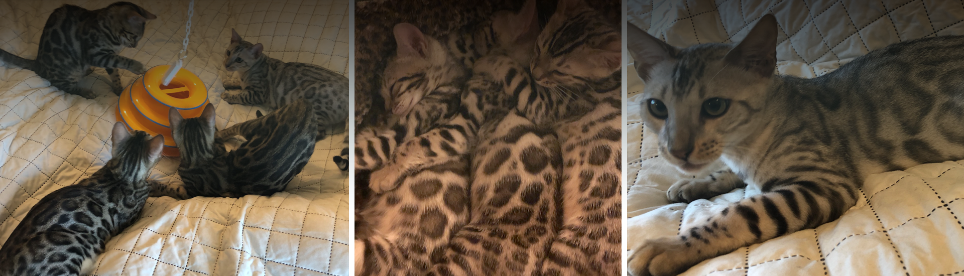 Bengal Kittens Playing and Relaxing